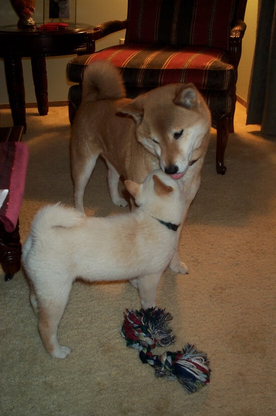 勒布朗·詹姆斯，时间洪流中的逆航者，开拓者铁壁强压魔术的战术密码